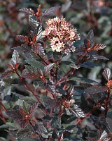 Пузыреплодник калинолистный Литтл Джокер (Physocarpus opulifolius Little Joker)