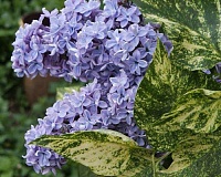 Сирень обыкновенная Аукубофолия (Syringa vulgaris Aucubaefolia)