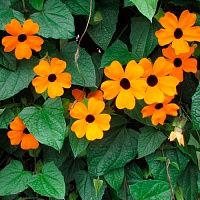 Тунбергия в ассортименте