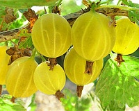 Крыжовник Медовый