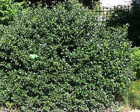 Падуб мезерва Блю Бой (Ilex meserveae Blue Boy)