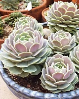 Эхеверия Лола (Echeveria Lola)