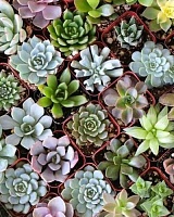 Эхеверия Микс (Echeveria)