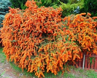 Пираканта Оранж Глоу (Pyracantha coccinea Orange Glow) Пираканта Оранж Глоу (Pyracantha coccinea Orange Glow)