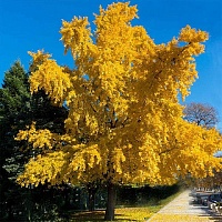 Гинкго билоба Отумн Голд (Ginkgo biloba Autumn Gold)