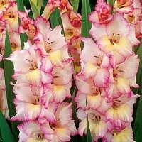 Гладиолус Priscilla