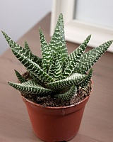 Хавортия Роял Хайнесс (Haworthia Royal Highness)