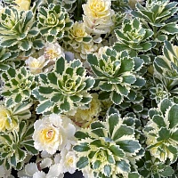 Седум такесимский Атлантис Седум такесимский Атлантис