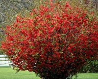 Хеномелес (Айва) прекрасный Техас Скарлет (Chaenomeles superba Texas Scarlet)