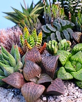 Хавортия Микс (Haworthia MIX)