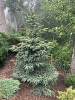 Ель восточная Сильвер Сидлинг (Picea orientalis Silver Seedling)