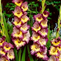 Гладиолус Dynamite