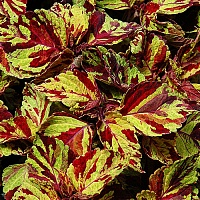 Колеус Визард Мозаик (Coleus Wisard Mosaic) Колеус Визард Мозаик (Coleus Wisard Mosaic)