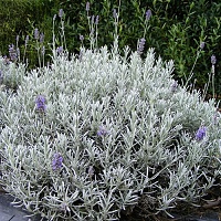 Лаванда узколистная Ричард Грей (Lavandula angustifolia Richard Grey)