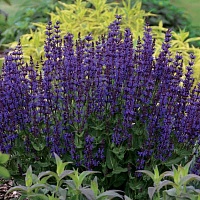 Шалфей дубравный Блю Куин (Blue Queen)