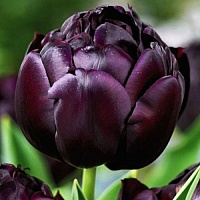 Тюльпан Double Late Black Hero