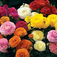 Ранункулюс Peony Type MIX