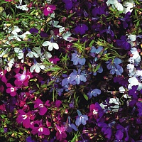 Лобелия прямостоячая Ривьера Микс (Lobelia erinus Riviera Mix)