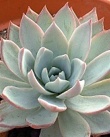 Эхеверия сизая (Echeveria glauca)