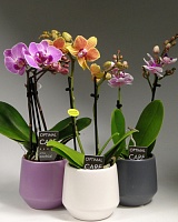 Фаленопсис Mini MIX (Phalaenopsis mini)