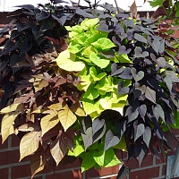 Ипомея Микс