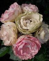 роза Лавли Рококо