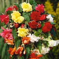 Бегония ампельная Шансон Смесь (Begonia tuberhybrida pendula Chanson Mix)