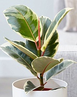 Фикус Эластика Вариегата (Ficus Elastica Variegata)