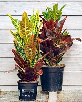 Кодиеум (Кротон) Экселлент (Codiaeum Excellent)