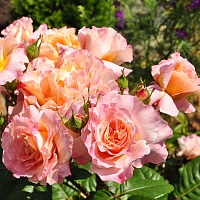 роза Кантри Спирит Луиза