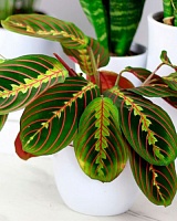 Маранта леуконера (Maranta leuconeura)