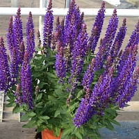 Шалфей дубравный Рианна