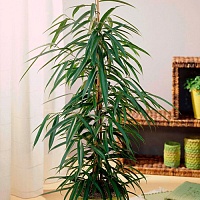 Фикус Биннендийка / Али