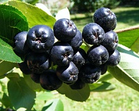 Рябина черноплодная (Арония черноплодная)