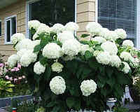 Гортензия древовидная Аннабель (Hydrangea arborescens Annabelle)