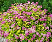 Спирея японская Голден Принцесс (Spiraea japonica Golden Princess)