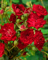 роза Ред Каскад (Red Cascade)