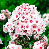 Флокс метельчатый Red / White