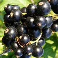Смородина черная Искушение Смородина черная Искушение