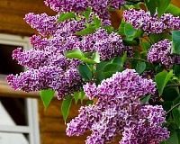 Сирень обыкновенная Сенсация (Syringa vulgaris Sensation)
