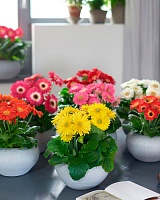 Гербера Колоргейм микс (Gerbera Colourgame)