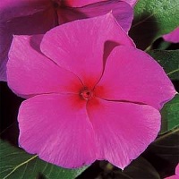 Катарантус Медитерранеан Лилак (Catharanthus Mediterranean Lilac)