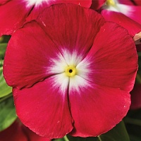 Катарантус Саншторм Ред Хало (Catharanthus Sunstorm Red Halo)