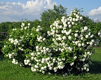 Калина обыкновенная Буль-де-Неж (Viburnum Boule de Neige)