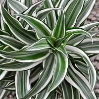 Драцена душистая Канзи (Dracaena fragrans Kanzi)