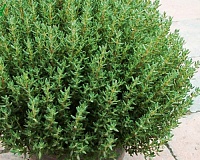 Тимьян обыкновенный Компактус (Thymus vulgaris Compactus)
