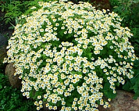 Ромашка Вигмо Сингл (Matricaria Vegmo Single)