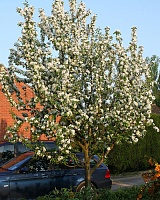 Яблоня райская Джон Доуни (Malus John Downie) Яблоня райская Джон Доуни (Malus John Downie)
