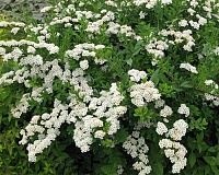 Спирея ниппонская Сноумаунд (Spiraea nipponica Snowmound)