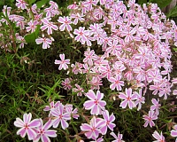 Флокс шиловидный Кэнди Страйпс (Phlox subulata Candy Stripes)